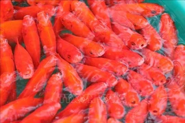 The red carps for the ritual remain reasonably priced at 25,000-75,000 VND for three fish, depending on sizes. (Photo: VNA)