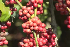 Vietnam eyes to expand market for processed coffee