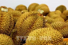 Vietnam's durian export revenue reaches 3.3 billion USD in 2024. (Photo: VNA)