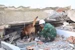 A search-and-rescue dog is deployed at a collapsed building. (Photo published by VNA) 