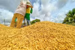A farmer at work during rice harvest season in the Mekong Delta. (Photo: VNA)