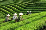 Vietnam’s tea exports near 12,000 tonnes in October (Photo : VNA) 