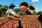 Vietnam’s coffee exports hit 4.2 billion USD in the first five months of 2025 (Photo: VNA)
