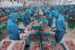 Aquatic exports totalled 5.16 billion USD in the first half of 2025, an increase of 16.9% over the same period last year. (Photo: VNA)