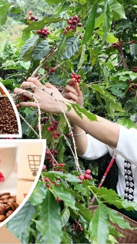 Vietnamese coffee shifts from production hub to global value partner (Photo: VNA)