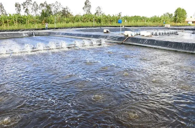 Ca Mau will promote suitable production models applying advanced technology to improve productivity, output, and quality. (Photo: VNA) Ca Mau envisions largest shrimp industry hub of Vietnam 2.webp