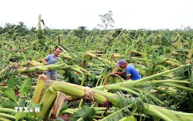 post-storm agriculture recovery 2.webp