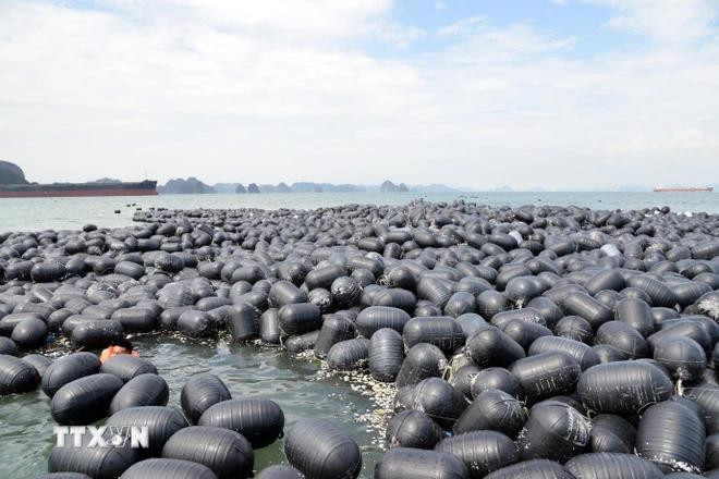 post-storm agriculture recovery 3.webp