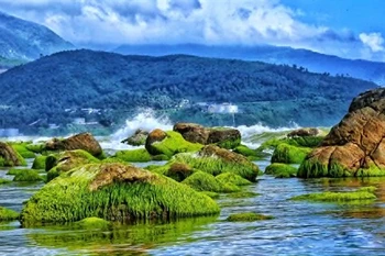 A photo of seaweed on rocks at Da Nang's Nam O beach by photographer Bui Thanh Lang. A selection of 30 photos from 25 local photographers will go on display at the Da Nang-Daegu Cultural Exchange in Daegu city, the Republic of Korea, later this month. (Photo courtesy of Bui Thanh Lang)