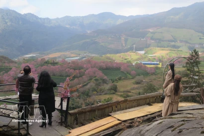 Tourists check in at the cherry apricot blossom garden in the O Quy Ho Pass area, Sa Pa. (Photo:VNA) 