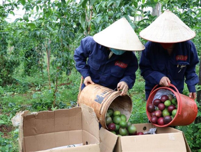 The agriculture and environment sector grew by 3.74% in the first four months of 2025. (Photo: VNA) xuat-khau-chanh-leo.jpg