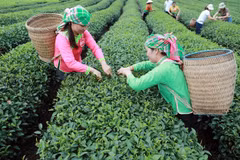 Farmers harvest tea in northern Lai Chau province. (Photo: VNA)
