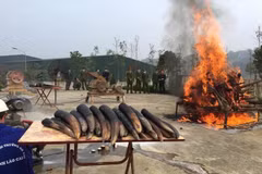 Elephant tusk destruction should become a practice: ENV 