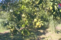 Central region expanding organic farming