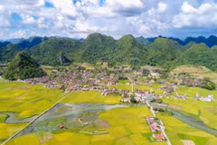Paddy fields cast golden glow over Bac Son Valley