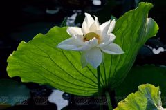 White lotuses adds charm to Hue imperial citadel