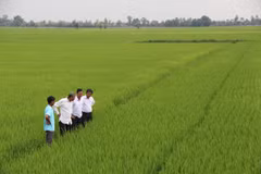 Long An eyes 60,000 hectares of high-tech rice cultivation