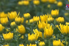 Dak Lak enters Tet flower season