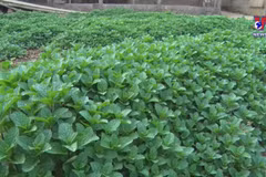 Lai Chau developing cultivation area for medicinal crops
