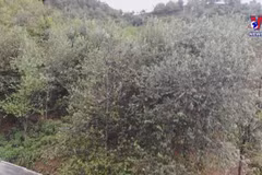 “Son tra” trees benefit mountainous farmers