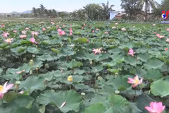 Cham ethnics boost eco-tourism from lotus