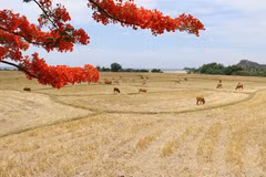 Gorgeous beauty of Nui Chua Biosphere Reserve