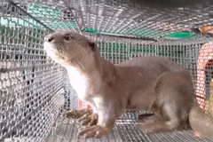 A river otter is put up for sale for 10 million VND (over 436 USD) in Long An province. (Photo: VietnamPlus)