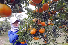 Hoa Binh works to improve ethnic people’s livelihoods