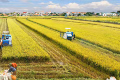 New mindset for Vietnam’s agriculture economy