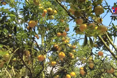 Tangerine farms - A mecca for visitors to Mekong delta