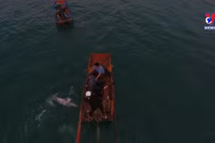 Quang Ninh: Stranded dolphin rescued in Co To