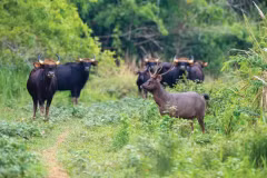 Cat Tien national park officially joins IUCN green list