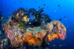 Indonesia is located at the heart of the Coral Triangle (Photo: econusa.id)