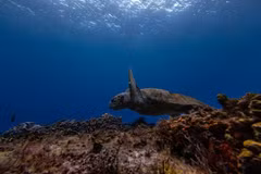 Southeast Asian countries function as source, consumer and as entrepots for wildlife originating from within the region as well as the rest of the world. (Photo: Reuters)