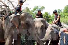Elephant conservation comes into spotlight