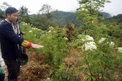 Herbal medicinal materials improve livelihoods