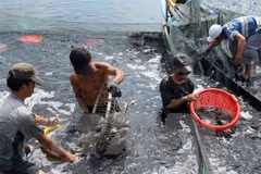 Vietnamese seafood industry moves to meet US new standards