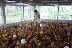 Chicken breeders suffer losses amid price drops