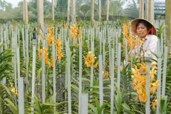 New orchid species found in Central Highlands 