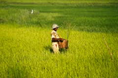Myanmar: Rice export drops in first half of fiscal 2015