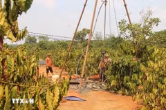 People drill well to save the coffee area that is gradually drying up due to drought (Photo: VNA)