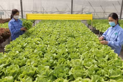 Vietnam needs to build linkages in organic farming