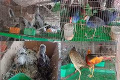Webinar calls for better wildlife conservation, control of animal-to-human disease transmission