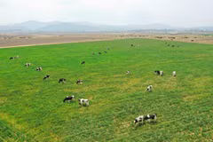 Vinamilk plans to import 1,200 milch cows from US in 2021