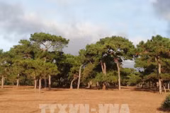 PM requests impact assessment for Gia Lai golf course project