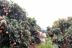 Japanese experts to arrive in Vietnam to examine lychee exports