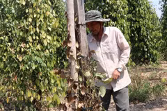 Central Highlands provinces cope with drought