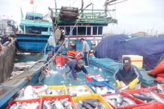 Khanh Hoa’s tuna fishermen net high profits