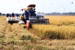 Dong Thap expands high quality rice cultivation