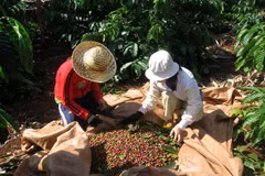 Coffee industry to face more losses in Q2